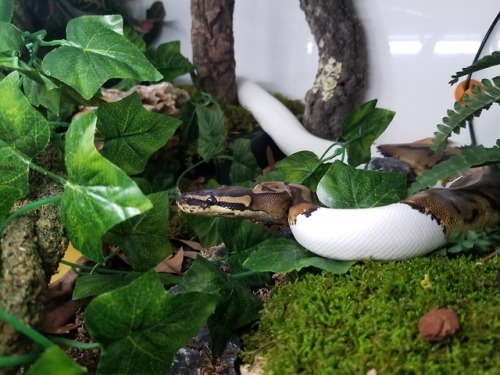 daedricsnakes:Vaermina out basking under the UV and her new RHP