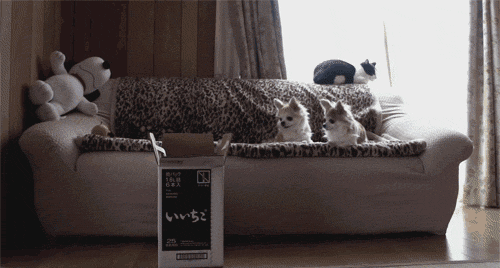 relahvant:  when you learn to do something really awesome and try to show your friends  