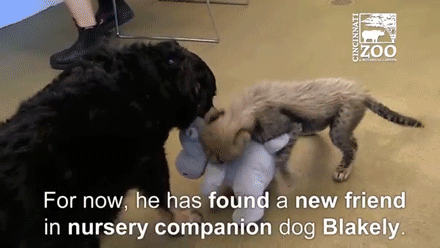 sizvideos:  This cheetah cub’s best friend is a dog - Full video 