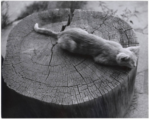 apeninacoquinete:todd webb | ghost ranch, cat and stump, 1962