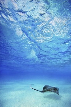 wolverxne:  Lone Stingray - by: (M Swiet