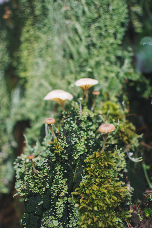 Fungus and Lichen