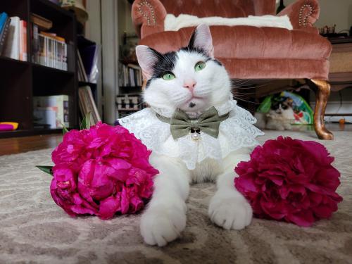 supermodelcats:  Junji and the peonies