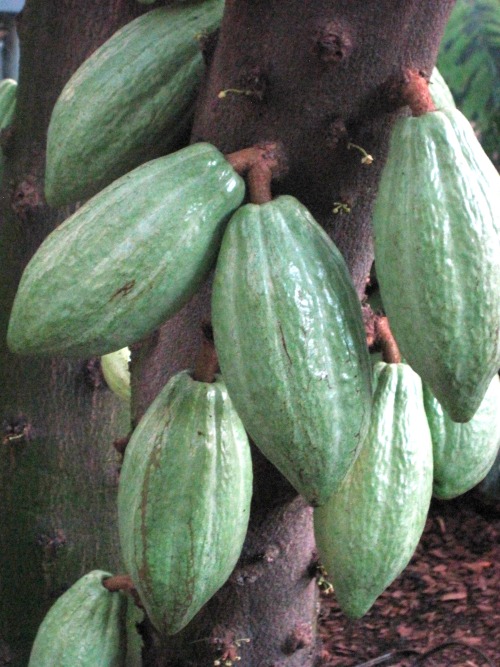 Cacao Pods (Theobroma cacao), United States Botanic Garden, Washington, DC, 2014.In addition to the 