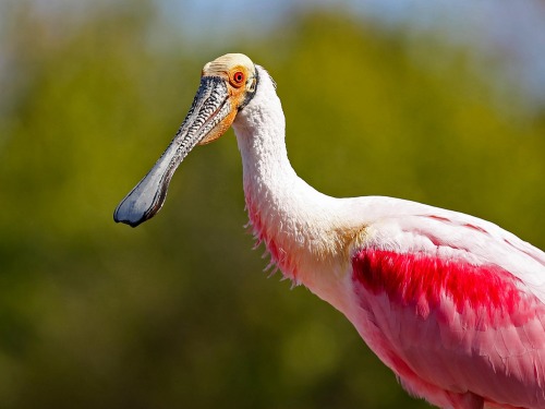 Roseate Spoonbill Appreciation Post