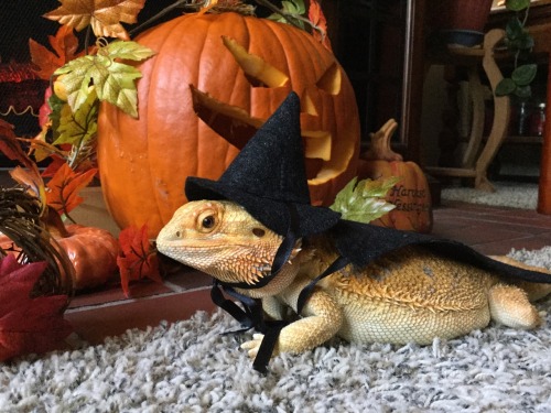 yeahponcho: fall is a wonderful time of year! happy Halloween to everyone!