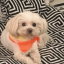 daisy888888