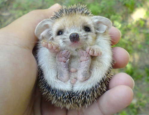 cute-overload:I don’t know what it is about them, but hedgehogs are super adorable.cute-overl