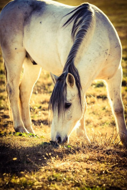 equinepoetry:  http://weheartit.com/entry/85645839 