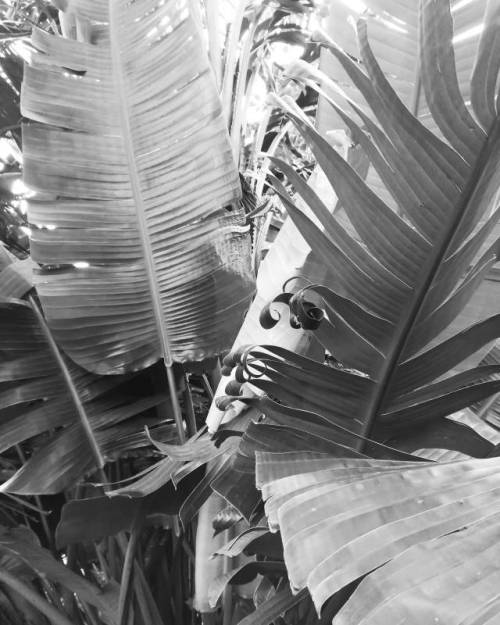 tomorrowcomesomedayblog:Bananier, Le Jardin des Méditerranées, 2018.