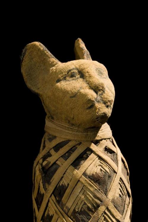 scienceisbeauty: Cats Domesticated Themselves, Ancient DNA Shows  In true feline form, cats took the