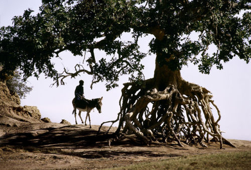 stevemccurrystudios:  Trees are SentinelsGuarding, Nurturing, ProtectingBastions of DignityBreathing lifeProviding shelterAsking for nothingSacrificing everything- Kay Earle 