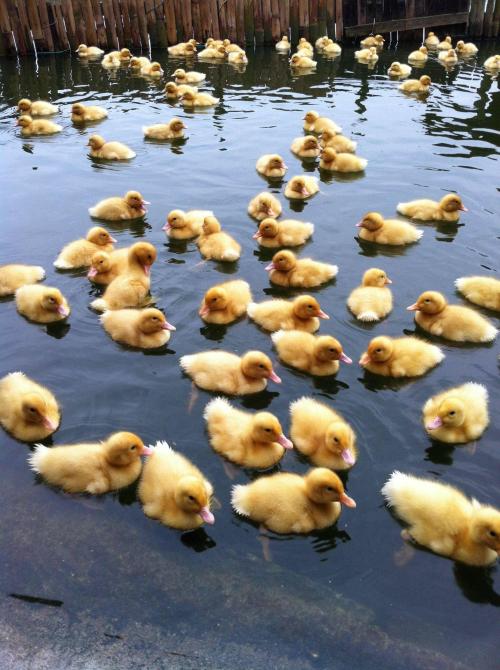 goodstuffhappenedtoday:cuteness—overload:Ducklings in a pond (photo source): imgur.com/r/aww/