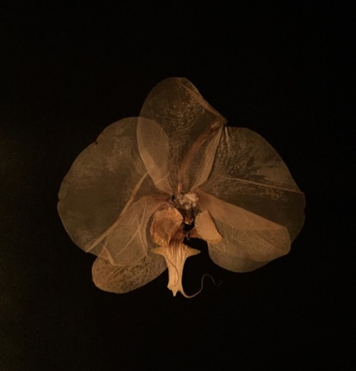 wrappedallinwoe: Orchid.