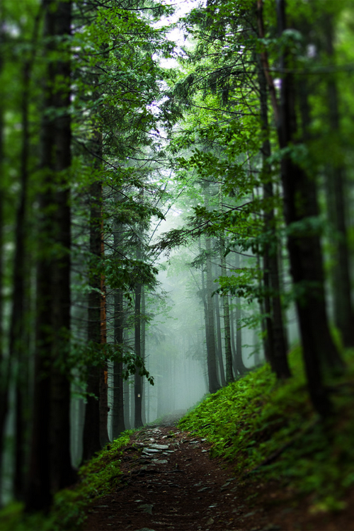 plasmatics-life:  Through the fog ~ By Bartosz Dittmar