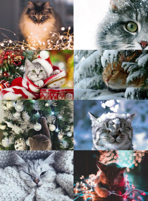 mypieceofculture: Winter Aesthetics // Cat Aesthetic