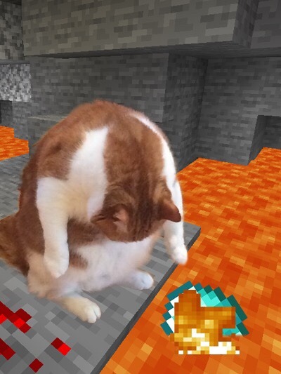 hungwy: apersonaltree:   hungwy:  gothfagg0t:  hungwy: anyone have that picture from the post thats like “when i drop my minecraft diamonds into lava” and its the funny cat? this one?  thank you so so so so so so so so so so so so so so so so so so