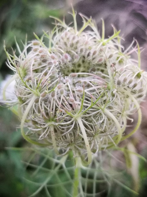 Meadow flower