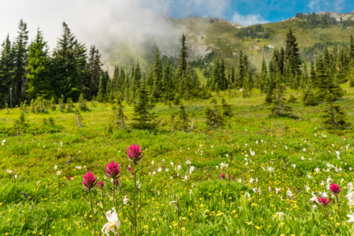 90377:Observation Rock, Mt. Rainier from Spray Park by remonstrate