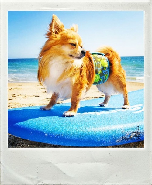 surferdog