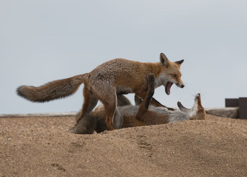 Fox (vulpes vulpes) by Steve Ashton Wildlife Images flic.kr/p/2hs6CTh