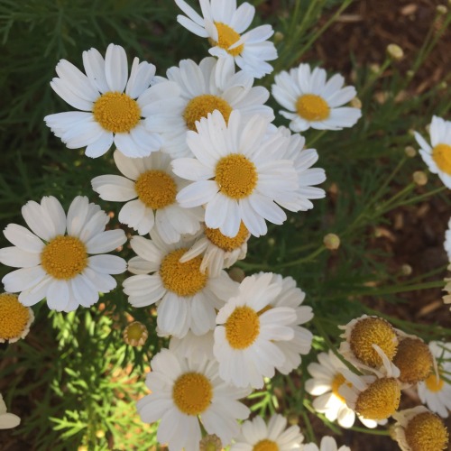 coffeeandshit:Lots and lotsa flowers for you lovelies!☀️