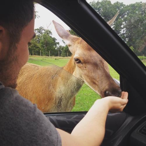 Ma boi feeding a deer @_jckf #longleat #longleatsafaripark #welovethedeer