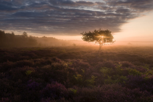 te5seract: Burning Tree, Morning Roydon &amp; Golden Syrup by Martin Tosh