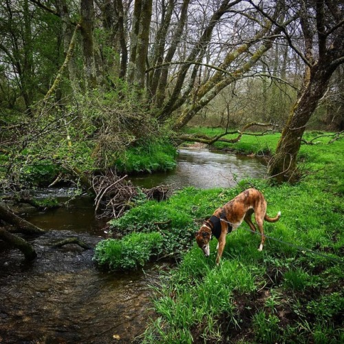 Maeve at Kingscombe today, shortly before rolling in fox poo #stream #meadow #naturephotography #dog