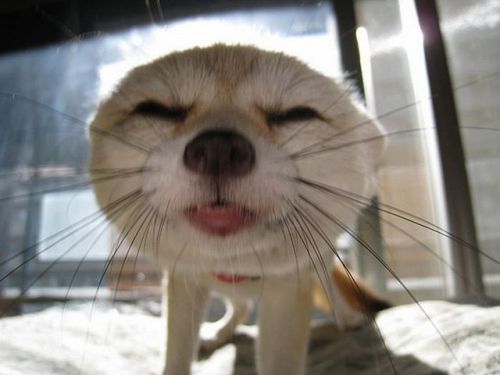 cuteanimalsaww:  Follow For More Cute Animals