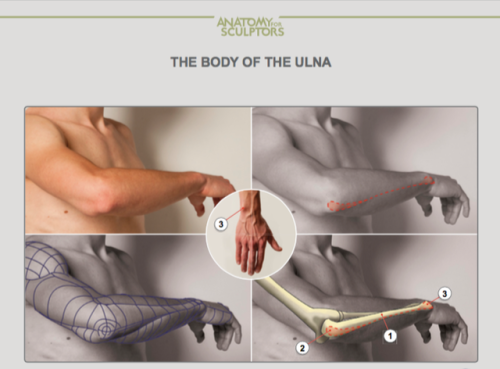 drawingden:Arm Anatomy by Anatomy For Sculptors