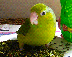tootricky:  Parrotlet enjoys some herbs (source)