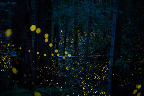 90377:twinkling forest by hiroshi.y