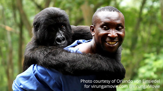 Take some time to look over this incredible Virunga Foundation: Crowdsourcing platform to help protect wildlife and communities in the DRC. https://impactchallenge.withgoogle.com/uk2014/charity/virunga