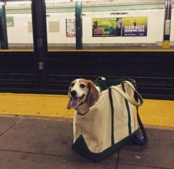 babyanimalgifs:  New York City Subway banned dogs unless they fit in a bag and the people of New York did not disappoint