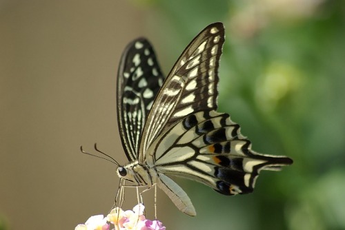 ainawgsd: Xuthus Swallowtail Papilio xuthus, the Asian swallowtail, Chinese yellow swallowtail or Xu