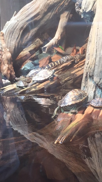 nicknamenyquil:  modernday-siren:  🐍🐠🐢🌺🍃   LOOK AT HOW HONEST AND PURE AND TRUE AND WIDE THAT SMILE IS. my heart.