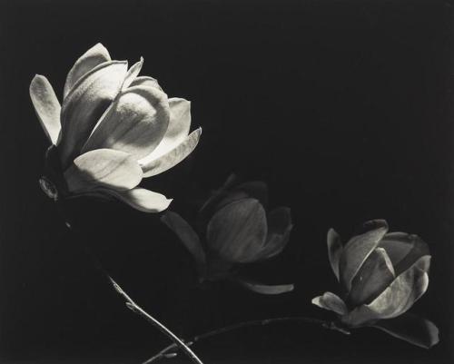 fragrantblossoms:  Max Dupain (1911-1992), Three Magnolia Buds. 