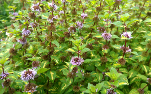 regnum-plantae: Mentha x gracilis ‘Variegata’, Lamiaceae Scotland is known for its 