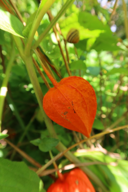  Physalis alkekengi — winter cherry a.k.a. Chinese lantern 