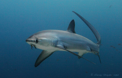 shark-ray: Thresher Shark by DrAlex64 on Flickr. I especially love this shot because it seems rare t