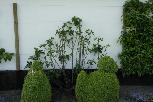 biodiverseed:Espalier Trees, on the BarnOver the years, our relatives over in Jylland have establish