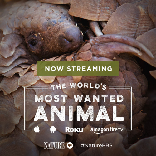 Meet the pangolin, an almost unheard-of creature, yet the most trafficked animal in the world.