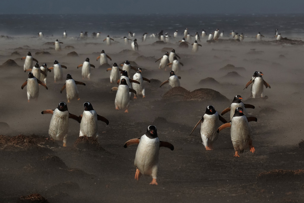awkwardsituationist:  april 25 is world penguin day. two recently published studies