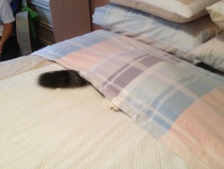 pray4sam:  mylittlefurballs:  She thinks we can’t see her.  see who  Awwwwwww :3