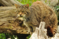 thecatdogblog:  Scottish Wild Cat by Ami 211 on Flickr. 