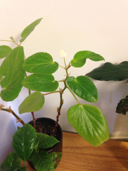 1.23.16 - My angel-wing begonia is starting to flower AGAIN! This will be the 4th time since I got h