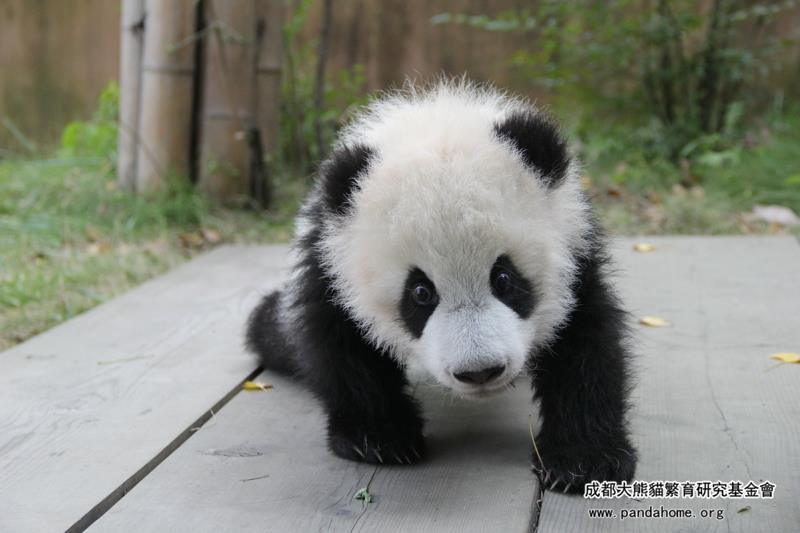 haveueverlovedawoman:  XingYuan is the brother,his character is very quiet and sky.Do