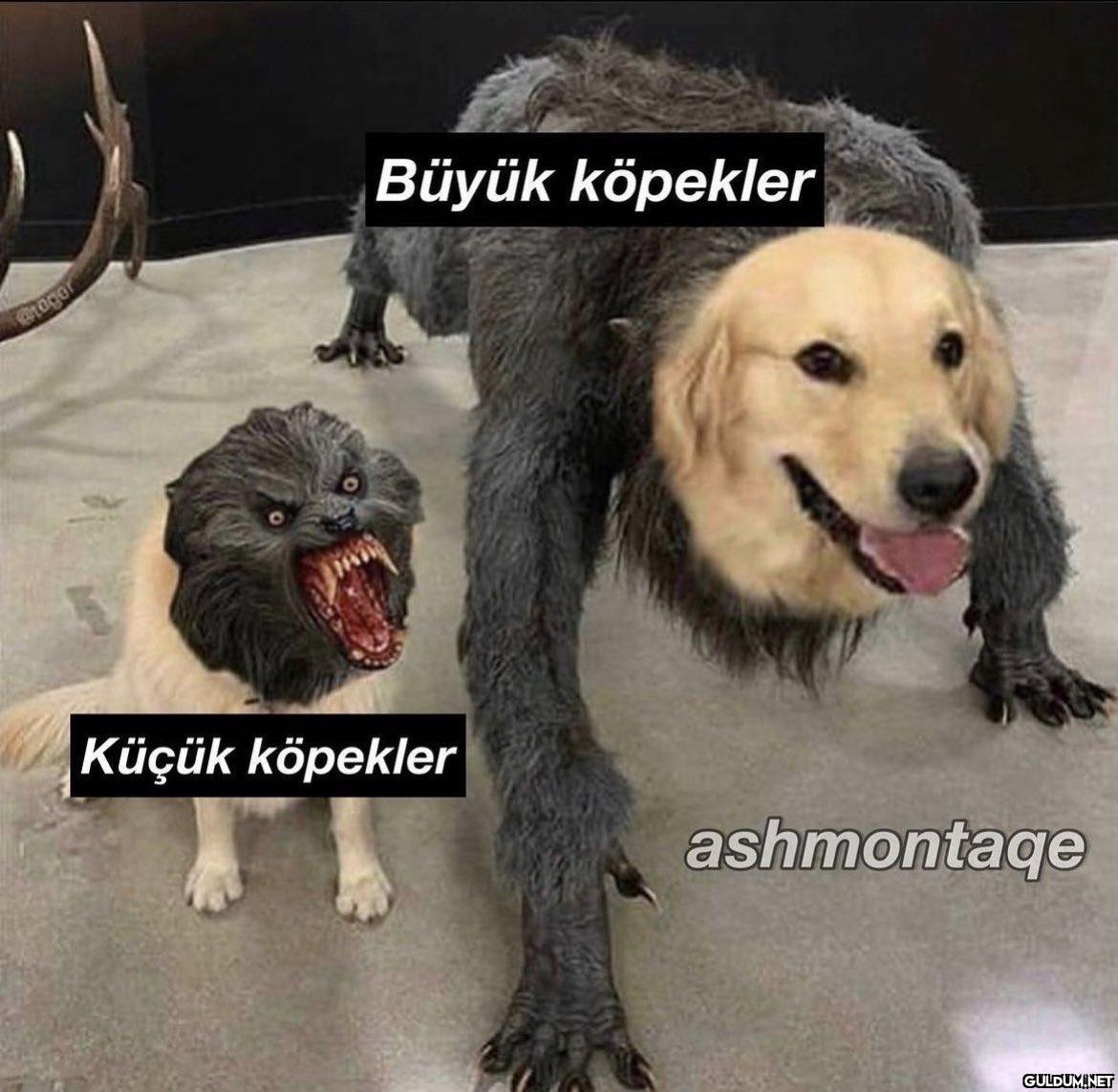 @teger Büyük köpekler...