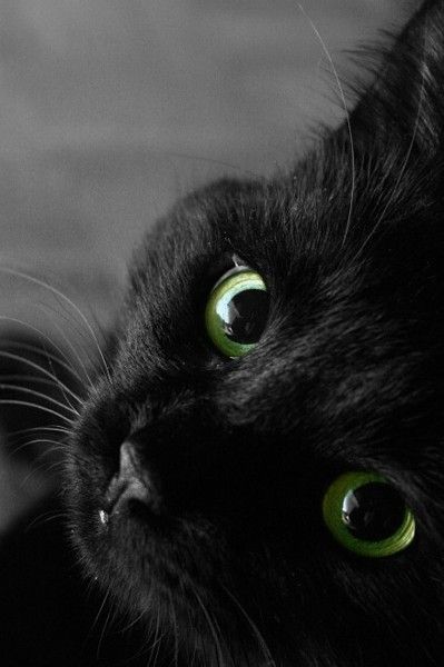 catsbeaversandducks:  Black Cats are Good Luck Photos via Pinterest 